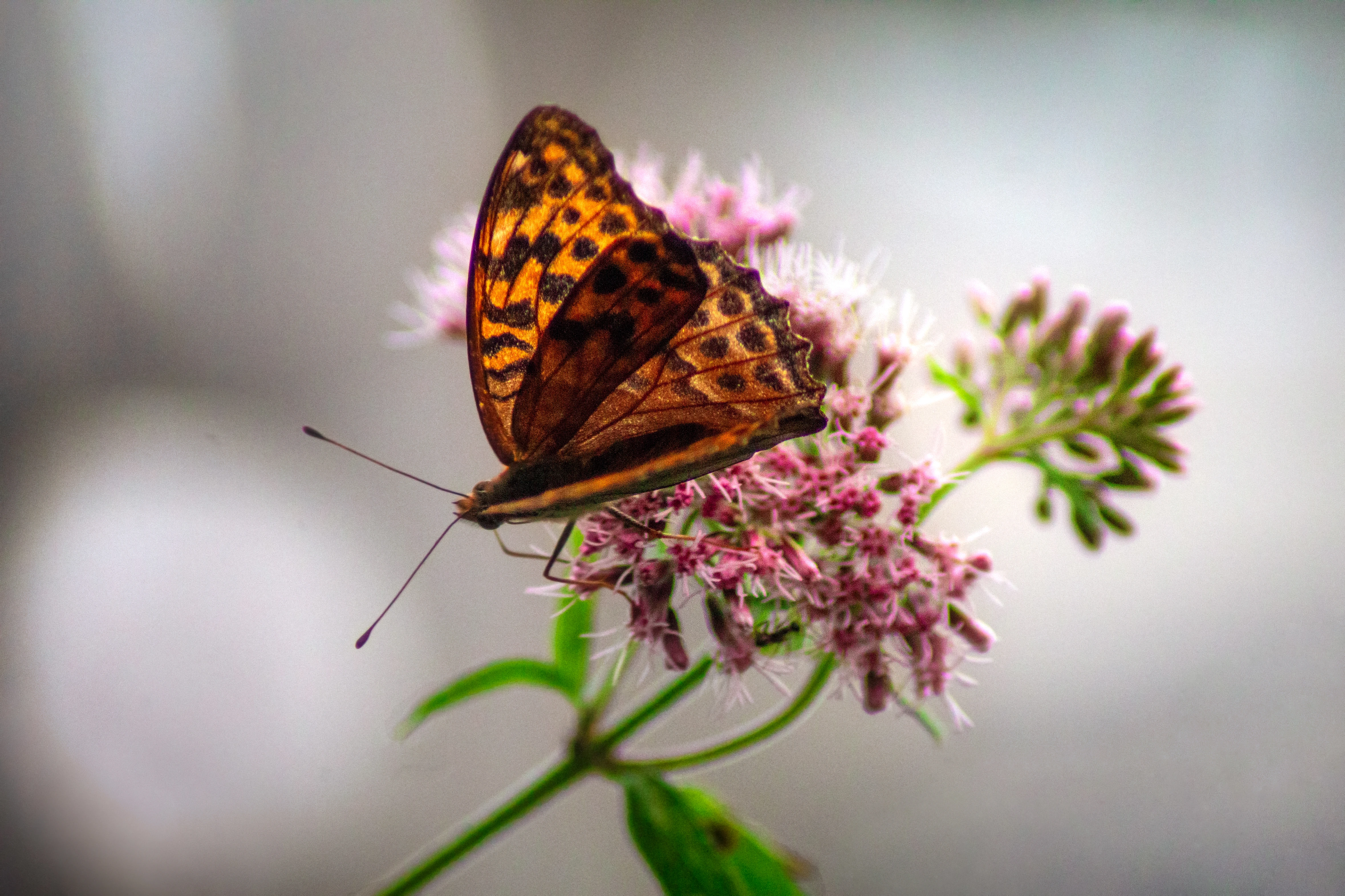 Motyl siedzący na różowym kwiecie w zbliżeniu makro