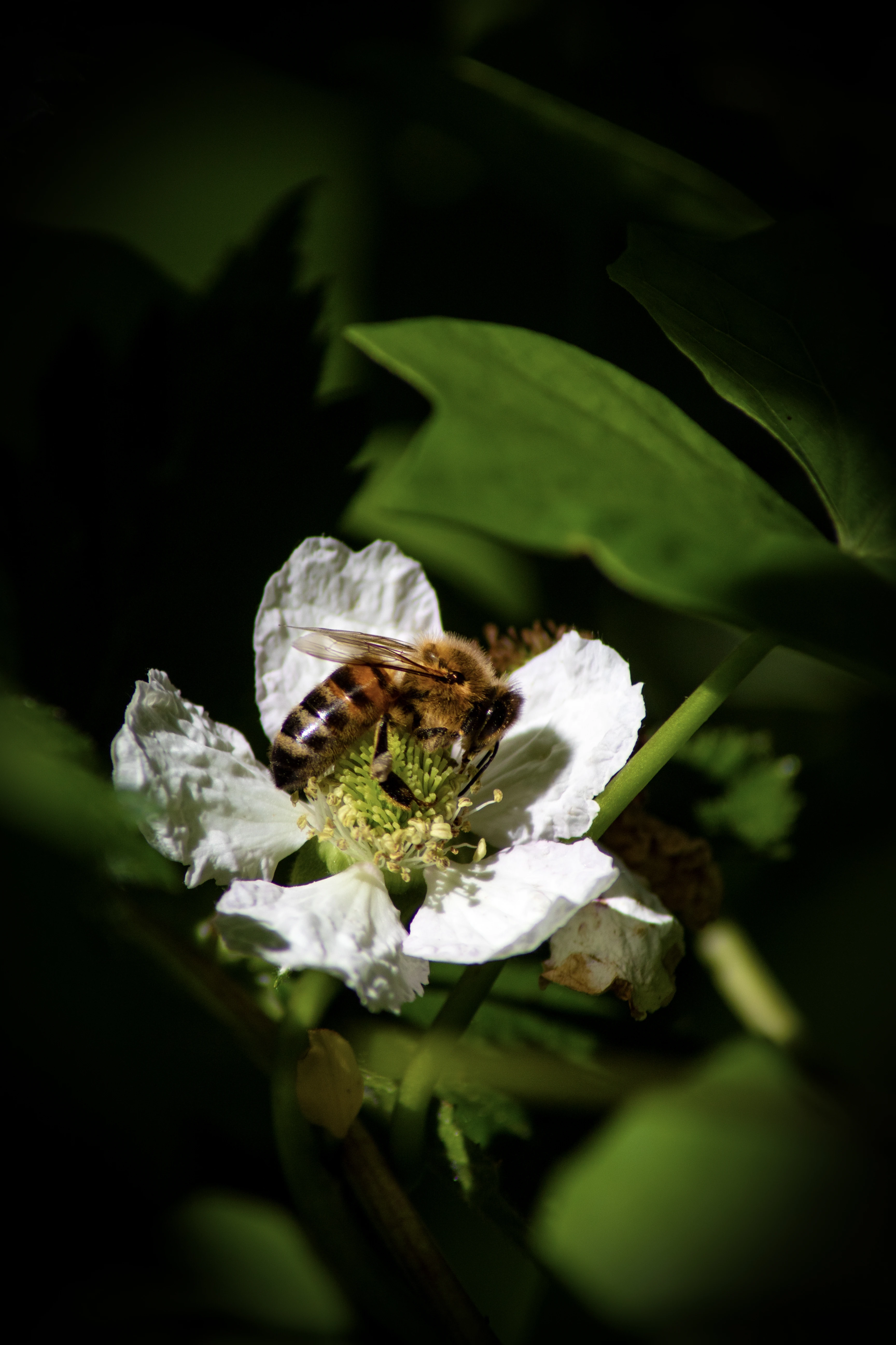 Pszczoła zbierająca nektar z białego kwiatu w zbliżeniu makro